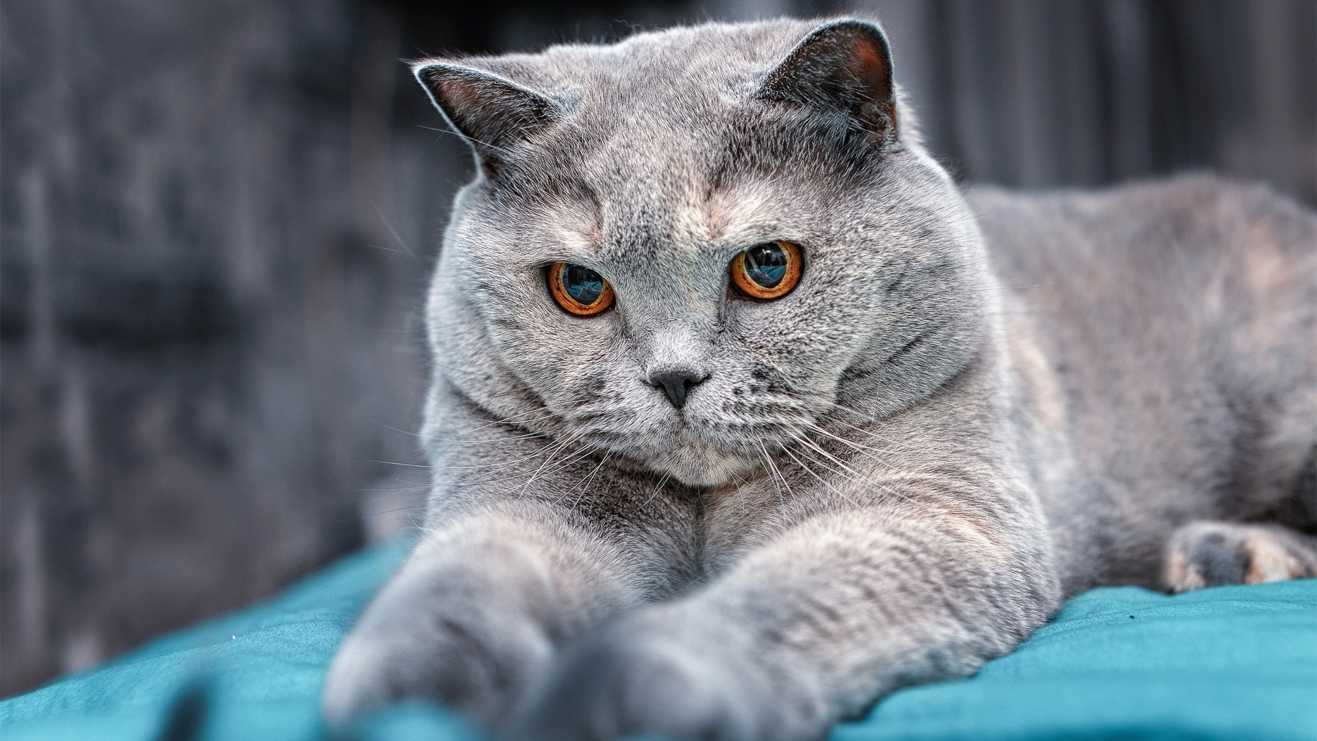 卡利亚里俱乐部士气高涨，切尔西队势如破竹，卡利亚里前锋