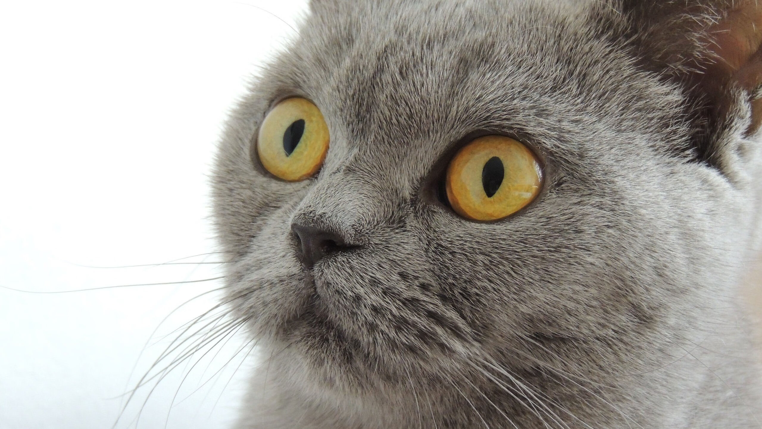 拜仁慕尼黑俱乐部教练表态支持射手状态不佳,拜仁慕尼黑主教练实况