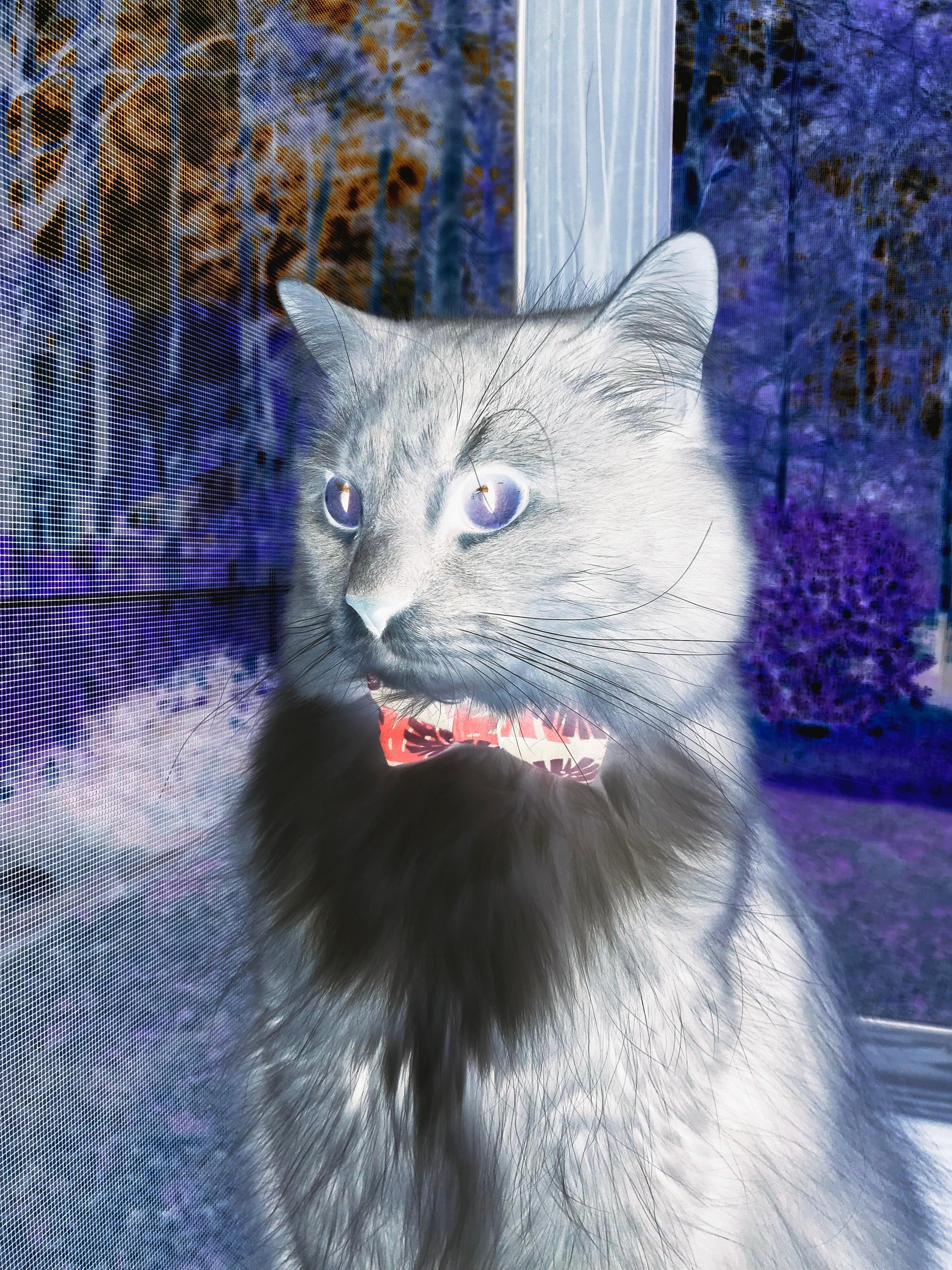 新疆飞虎团队协作助力关键胜利，新疆飞虎队官网