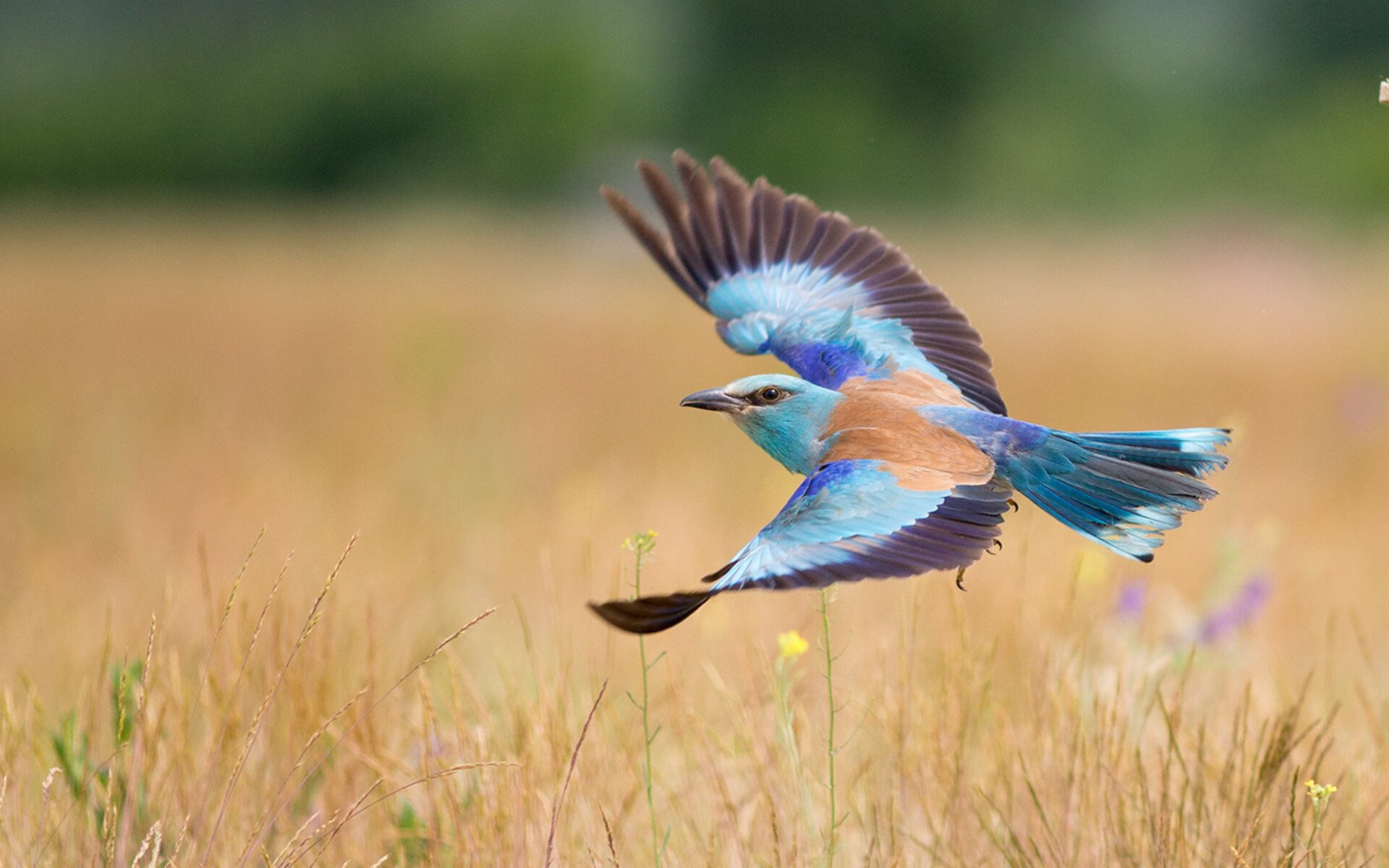 中国男篮通过实战训练提升应变能力,中国男篮体能训练