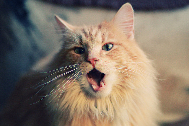 -博卡青年战术过度依赖身体对抗，博卡青年是什么意思