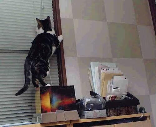 田径世锦赛备战情况良好重点项目稳定，田径世锦赛资格赛