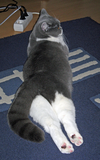 九游娱乐APP-罗马尼亚队如何利用团体赛制在国际乒乓大赛中占得先机，罗马尼亚乒乓球怎么样