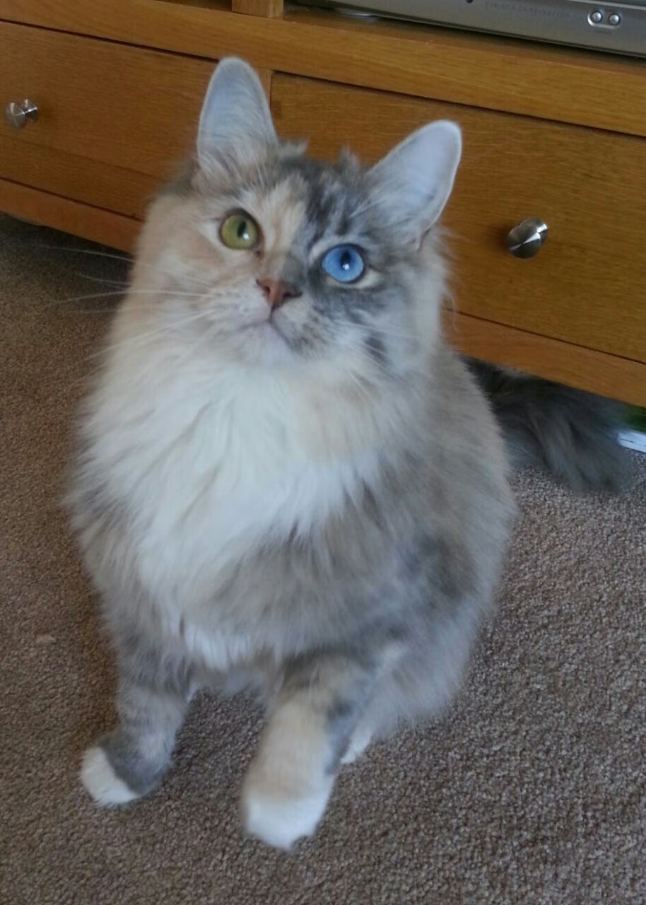 九游游戏中心官网-美国队在国际乒联混合团体世界杯中的表现与后期展望，美国乒乓球职业联赛