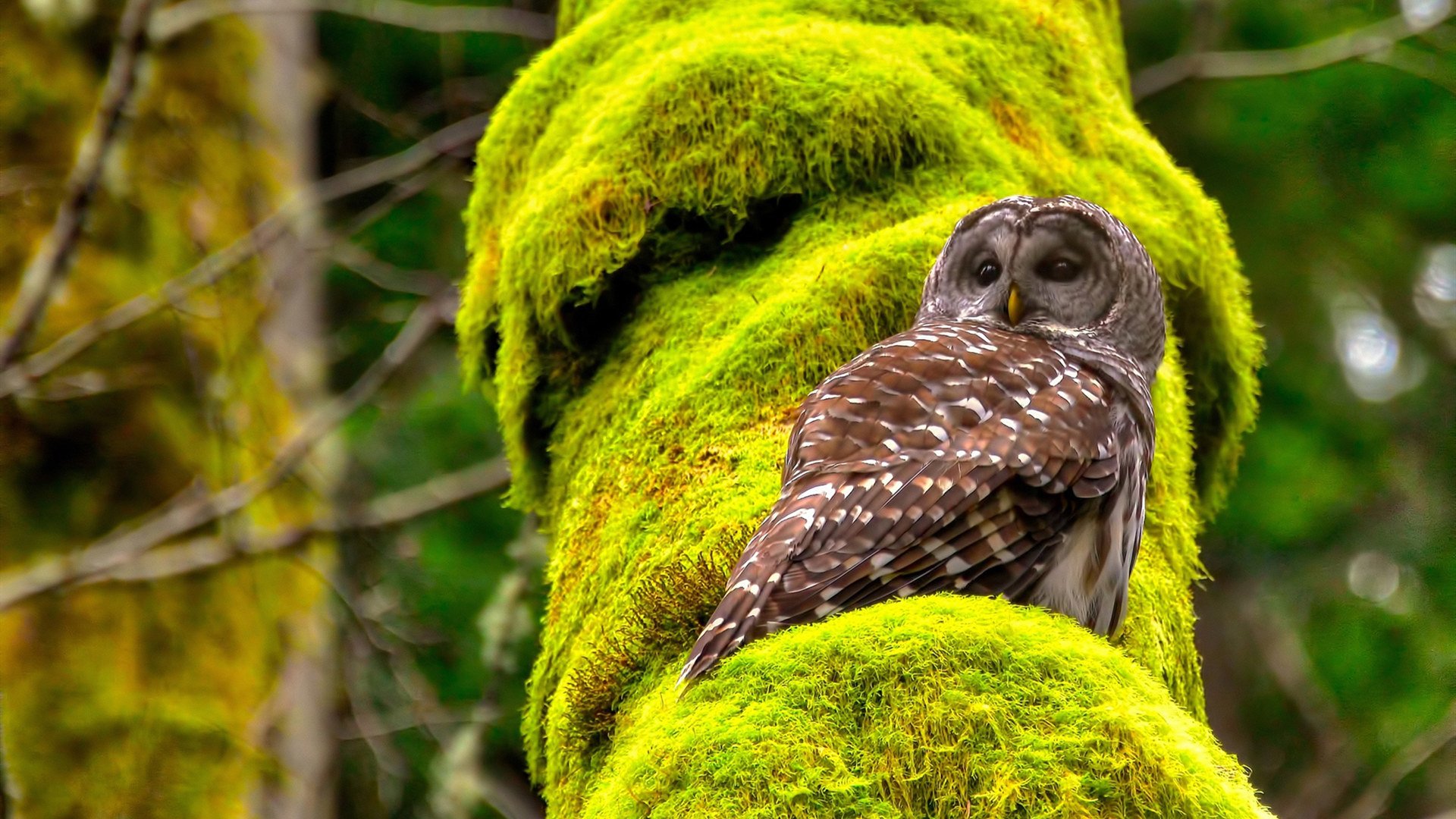 “亚戈·卡尔曼：阿根廷美洲狮队的决胜武器，未来值得期待”