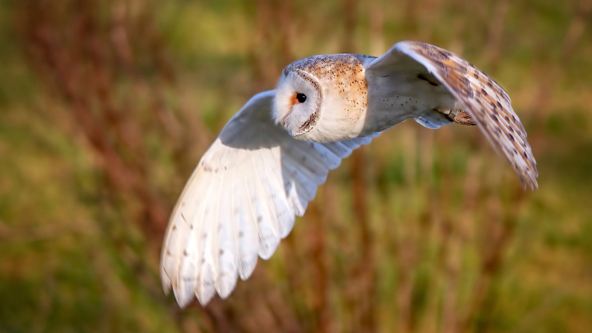 中国足球俱乐部推动退役球员转型做教练,中国足球退役 男运动员
