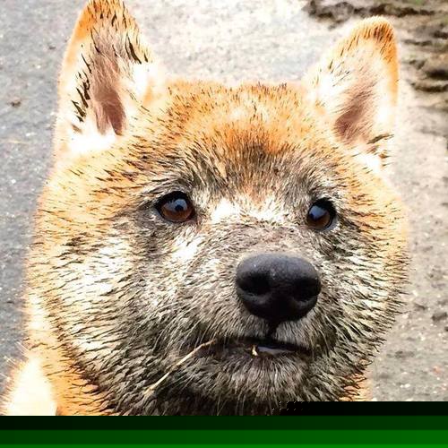 九游娱乐(jiuyou)官方网站-中国足球职业联赛外援政策调整影响分析，中国足球联赛外援规则