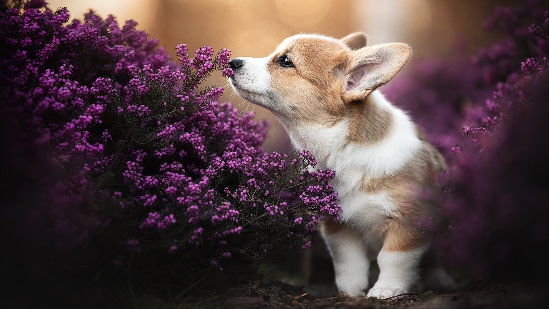 九游网游官网-国家队专项训练计划提升技术和战术执行能力，国家队培训