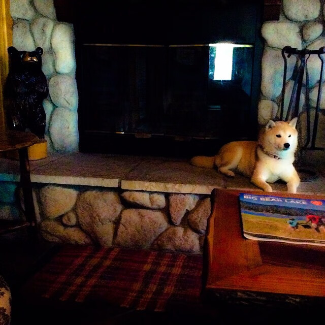 九游游戏中心-奥地利仰泳节奏控制出色，澳大利亚女子仰泳冠军