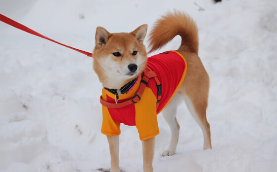 JIUYOU GAMING-巴特尔通过强硬防守和精准抢断，增强袋鼠队防线的稳定性，nba球员巴特尔