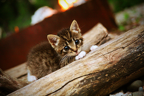 意甲攻守大比拼：速度与战术的融合！，意甲战术强在哪里