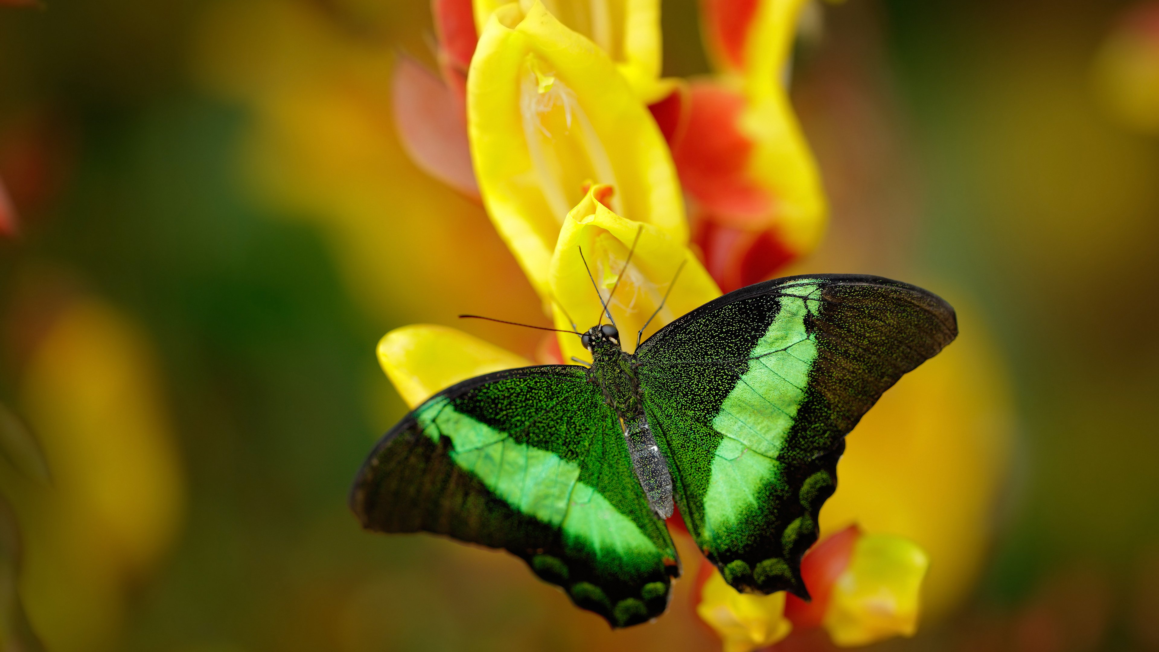 特色足球科技产品走向国际市场，推动产业升级，足球相关产品