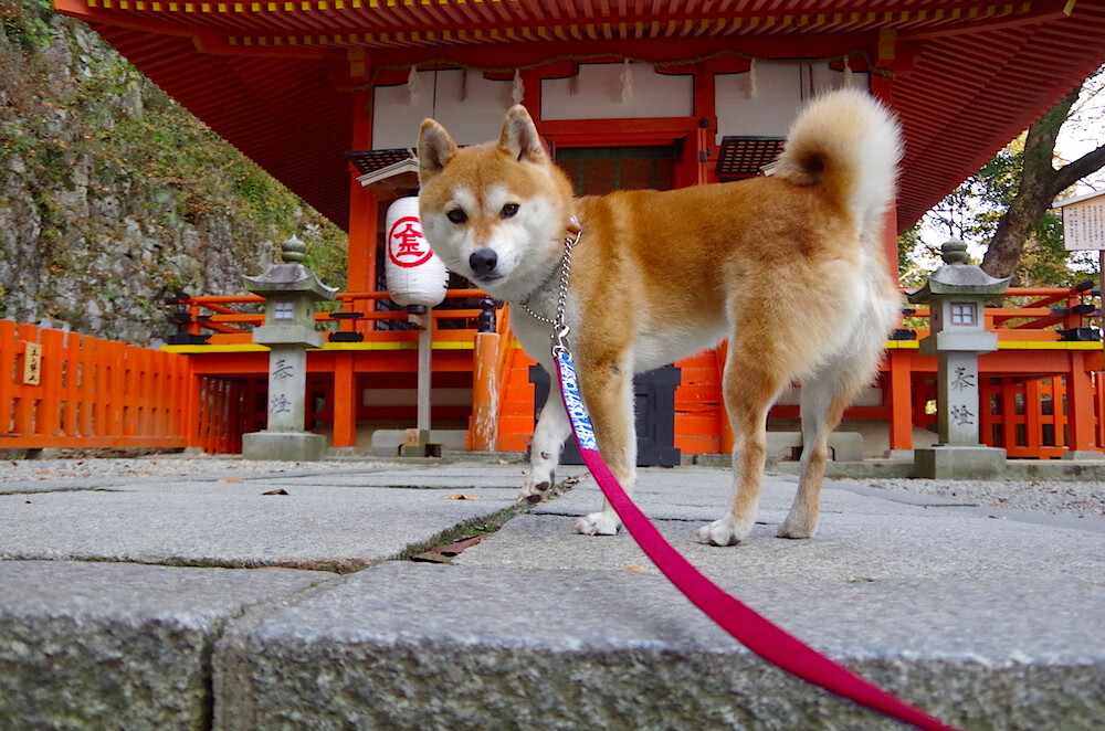 九游（jiuyou.com）游戏-维尔·冯·威克：南非队进攻端的核心力量，始终威胁着对方防线，南非韦尔科姆