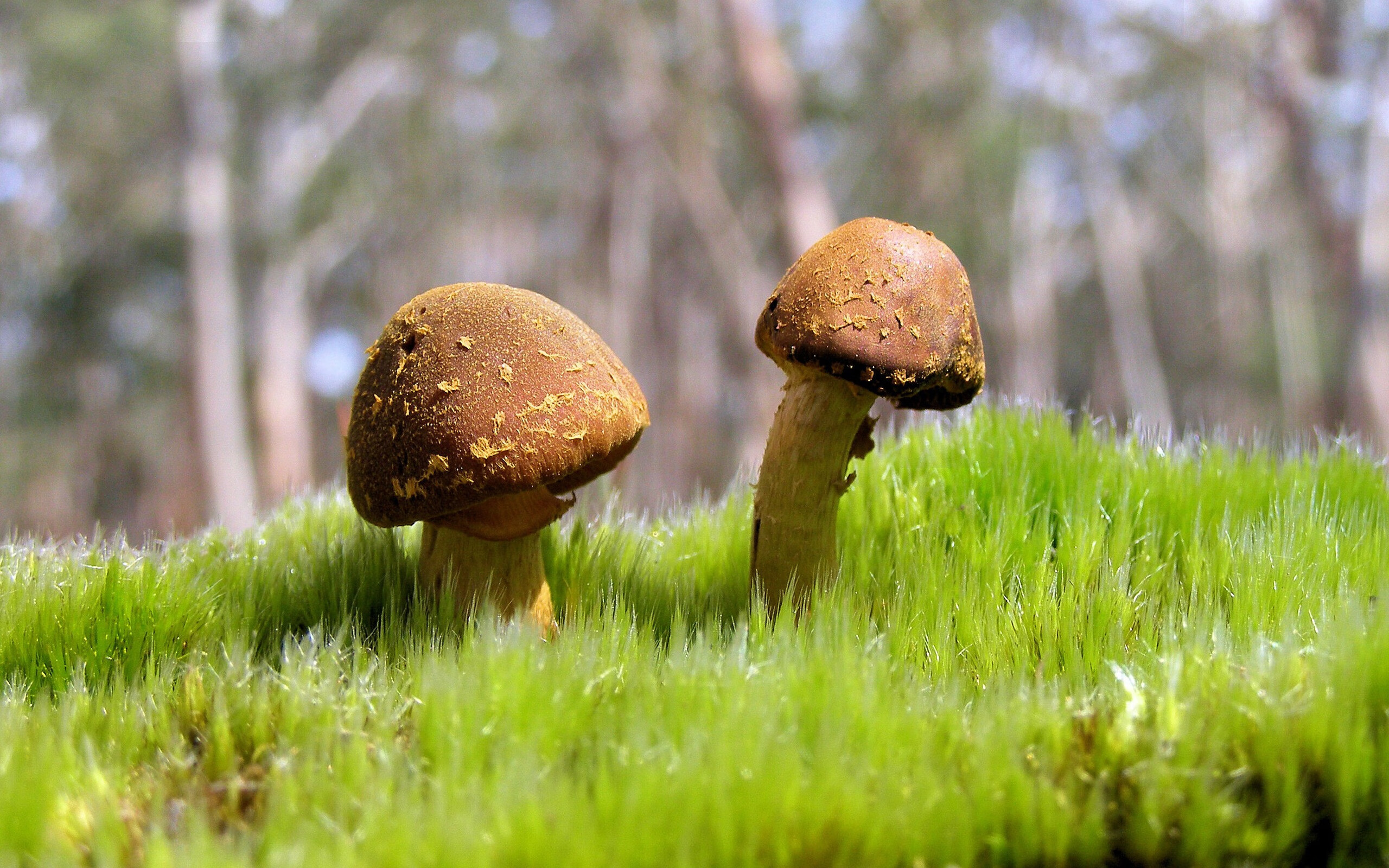 美洲杯大战瞬间：精彩片段集锦无限想象空间，美洲杯经典比赛