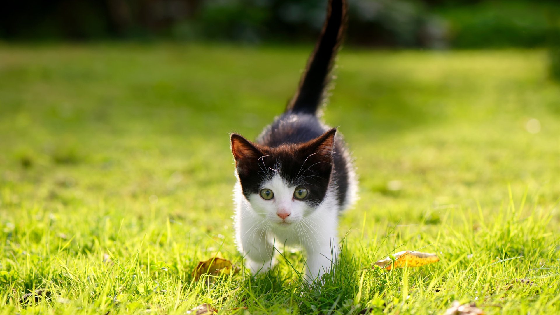 荷兰队在欧洲预赛中表现出色，晋级在即