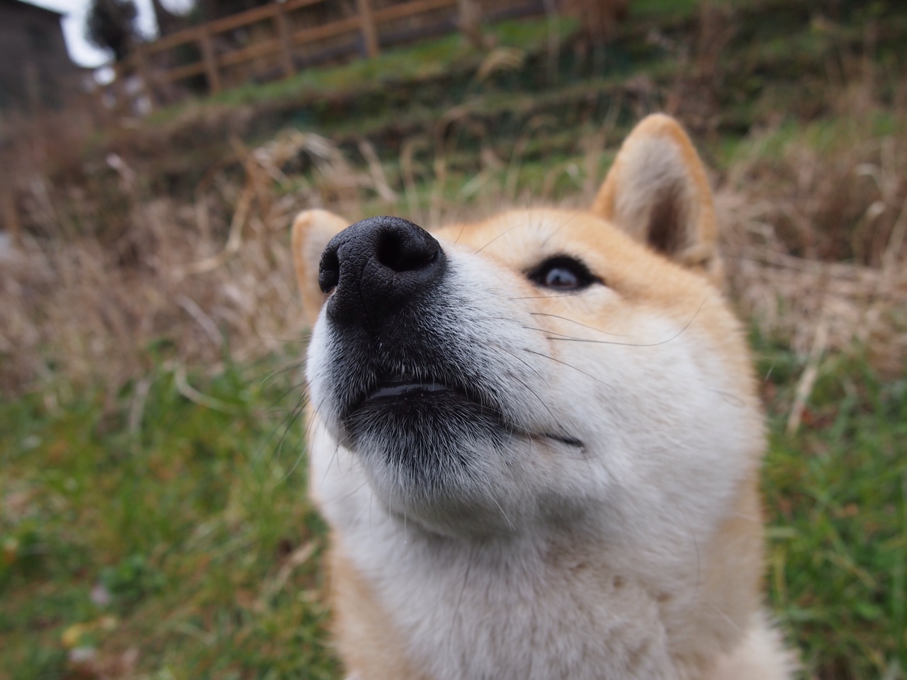 跳水动作完成度高荷兰获高分,荷兰跳水女运动员